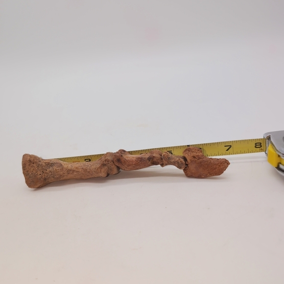 Real Fossilized Extinct Cave Bear Claw And Finger Bones Ursus spelaeus - Picture 7 of 9